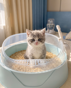 Kitten sitting inside a light blue litter box